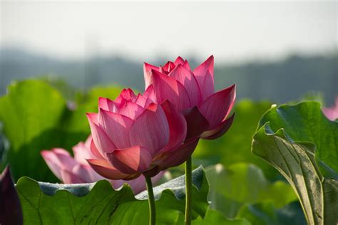 湘潭看荷花在哪裏：綿綣盛夏荷花繁盛之景